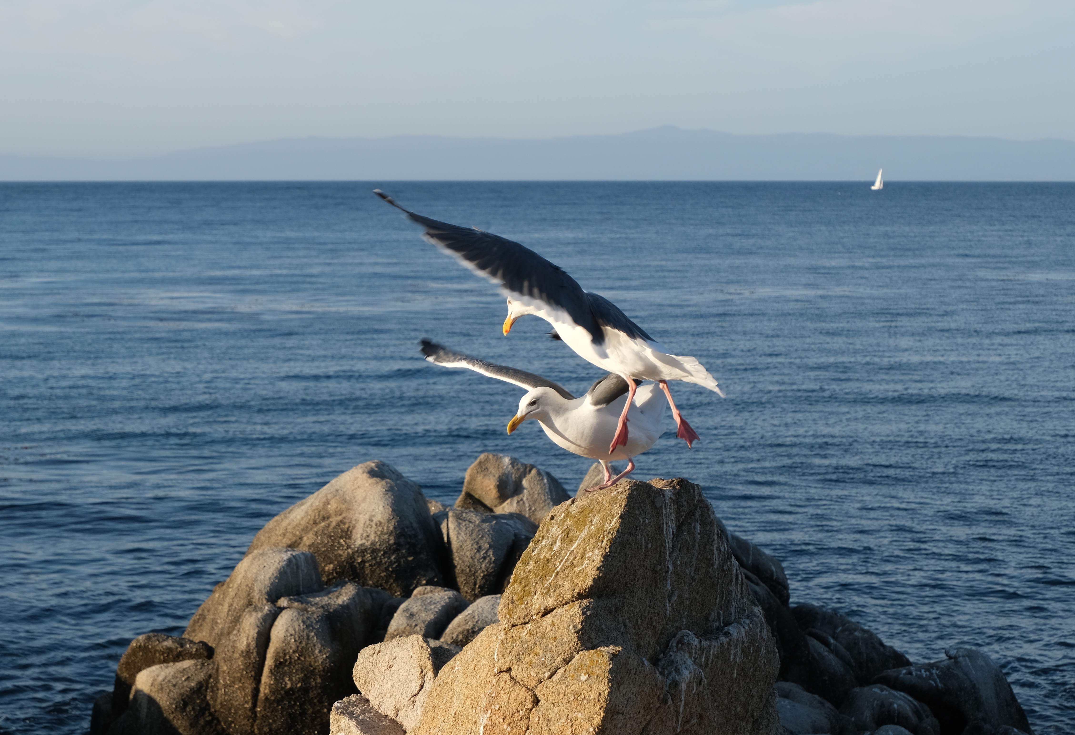 Seagull, Monterey