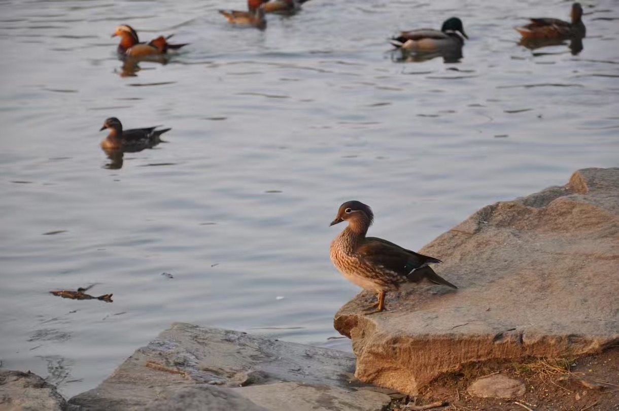 The Duck Thinker, Peking University