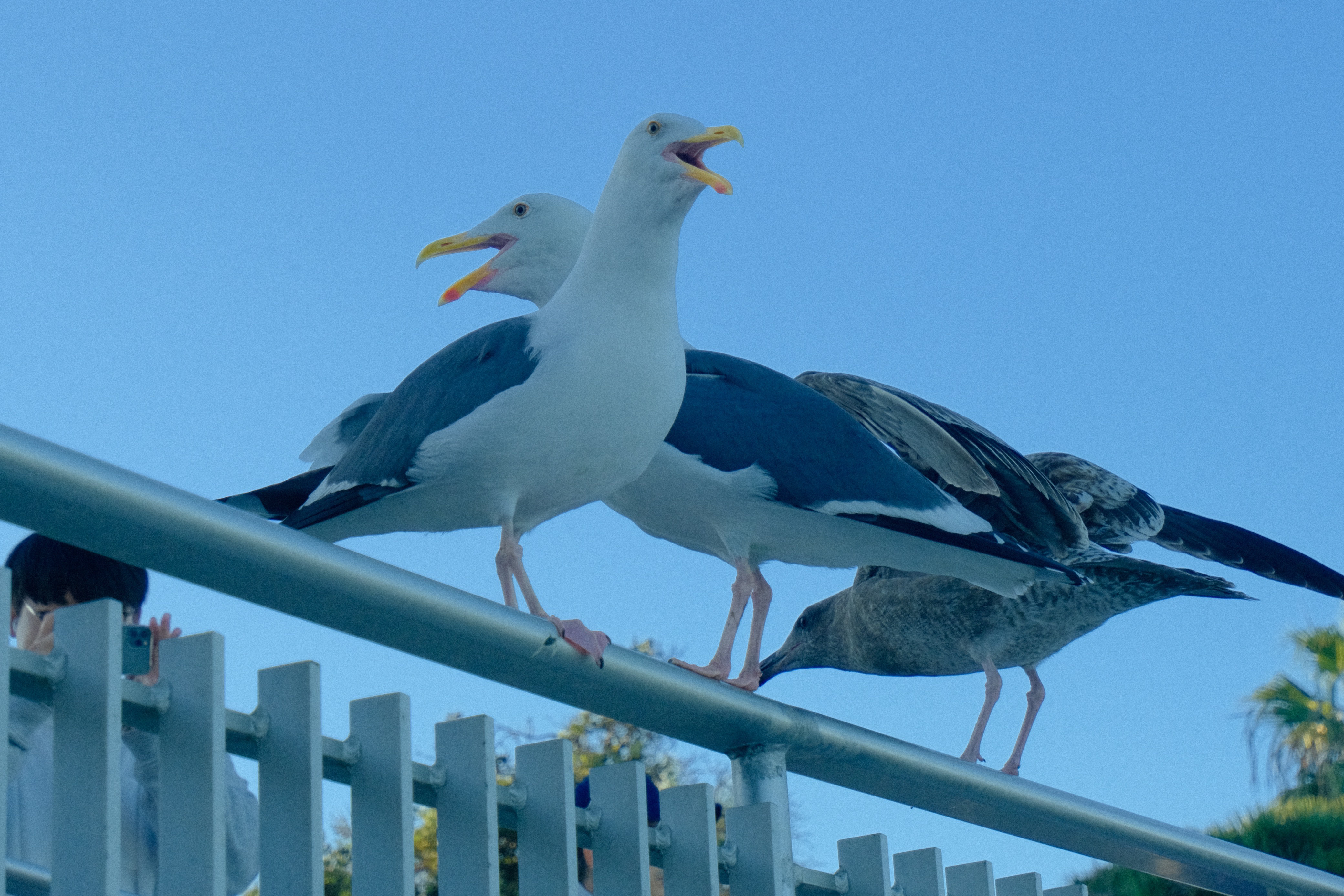 Seagull Choir, La Jolla