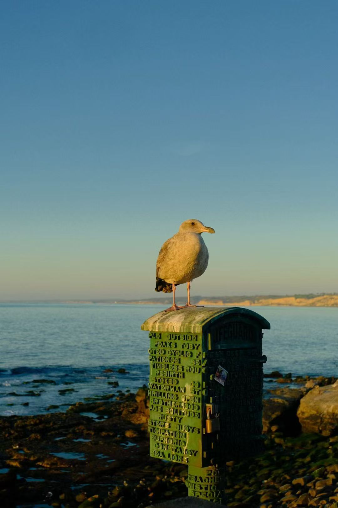 Seagull, La Jolla